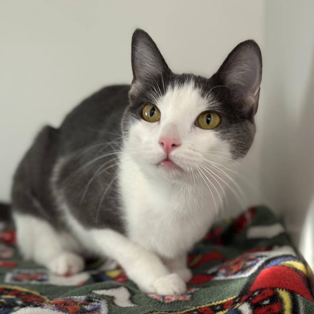 Plata, a Adoptable Domestic Short Hair in Phoenix, AZ image 3/3
