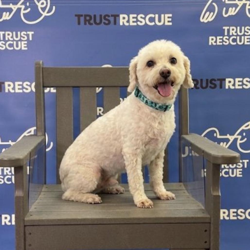 DELTA., Adoptable, Adult Female Poodle.