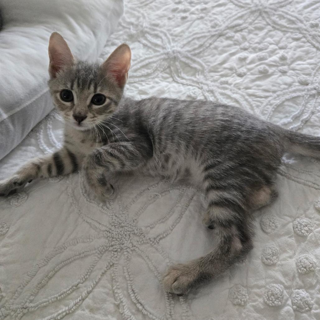 Enlarge Sylvie, a Adoptable Domestic Short Hair in Richmond, VA image 1/2