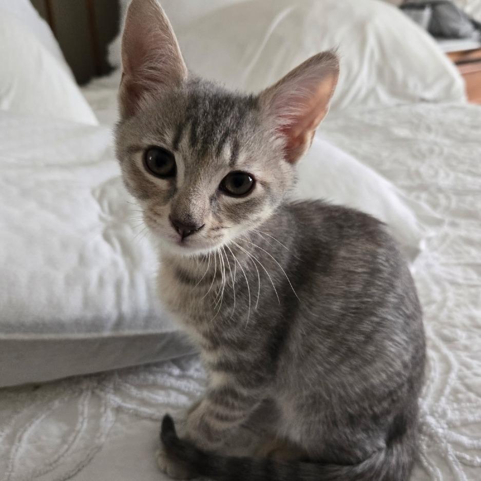 Enlarge Sylvie, a Adoptable Domestic Short Hair in Richmond, VA image 2/2