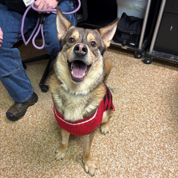 Enlarge Brim, a Adoptable mixed breed in Vancouver, WA image 1/1