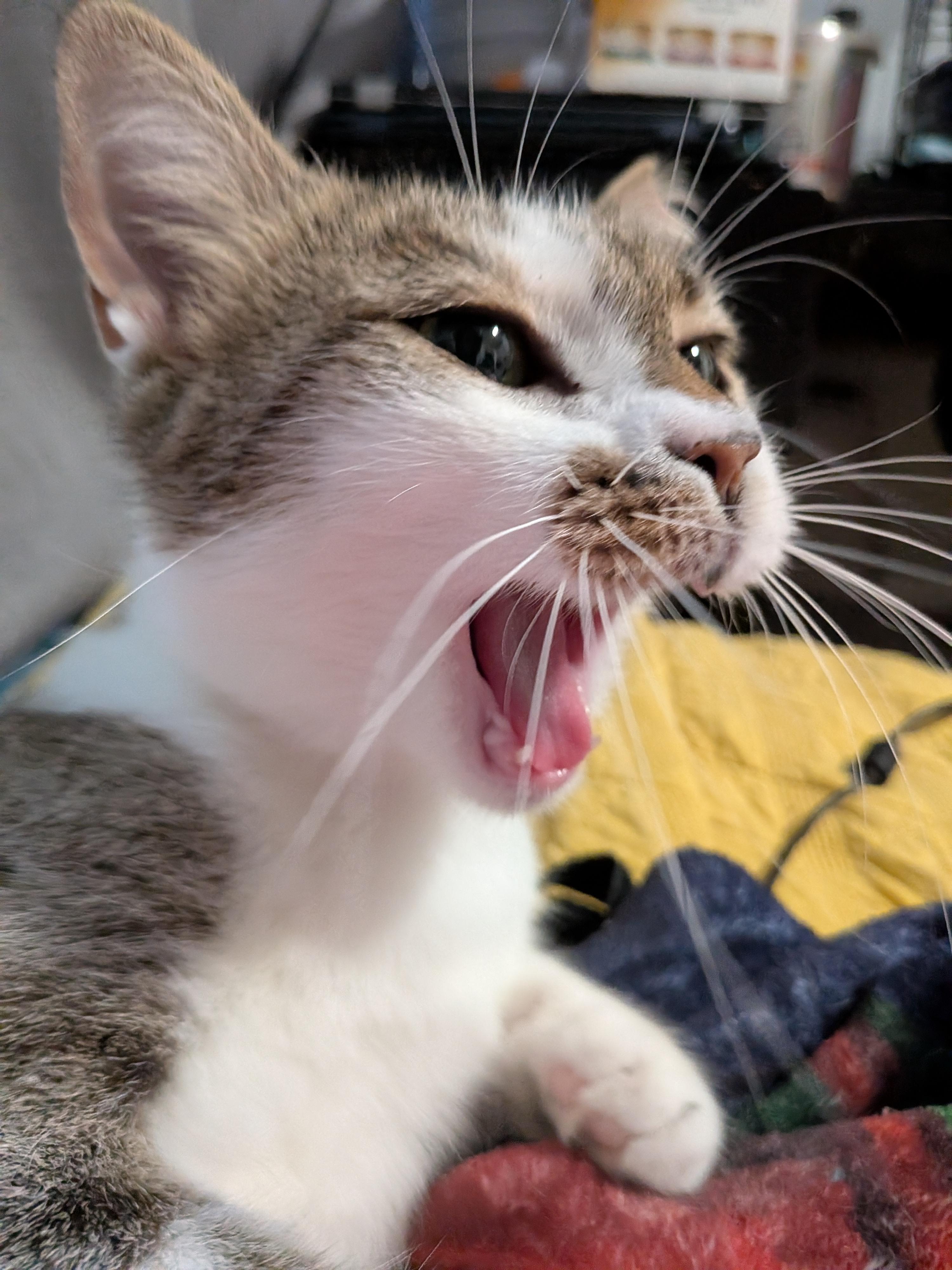Enlarge Wing Cat (DC), a Adoptable Domestic Short Hair in Washington, DC image 6/6