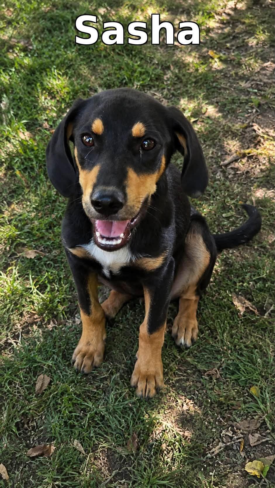 Sasha, Adoptable, Puppy Female Mixed Breed.