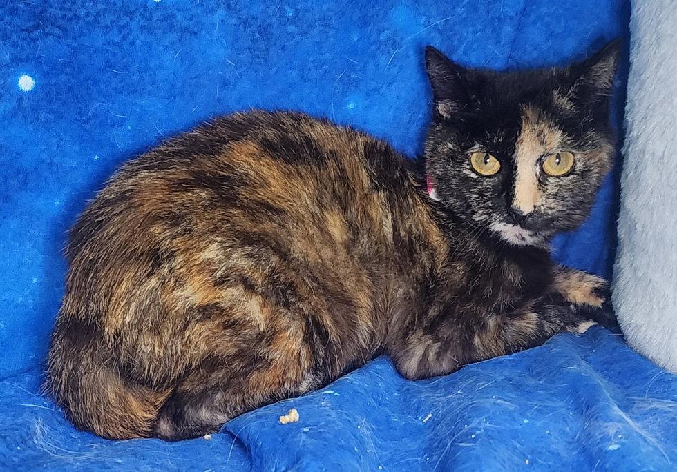 260127 Crescent, Adoptable, Young Female Domestic Short Hair.
