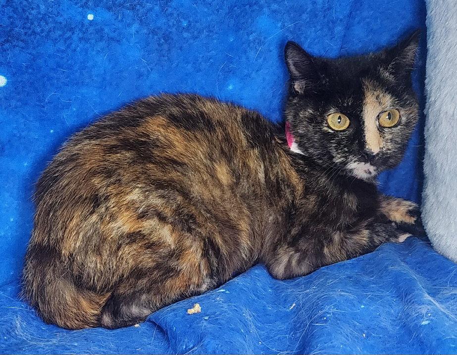 260127 Crescent, a Adoptable Domestic Short Hair in Wetumpka, AL image 2/3