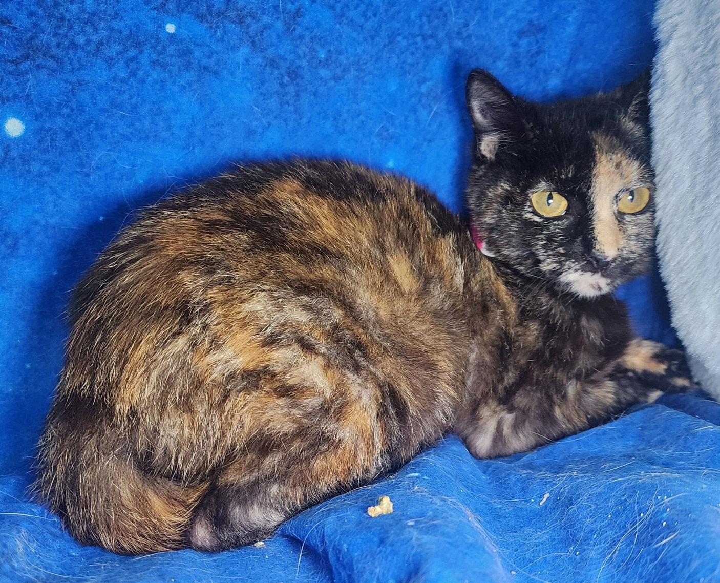 260127 Crescent, a Adoptable Domestic Short Hair in Wetumpka, AL image 3/3