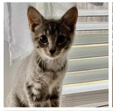 Bobbi, Adoptable, Kitten Female Domestic Short Hair.