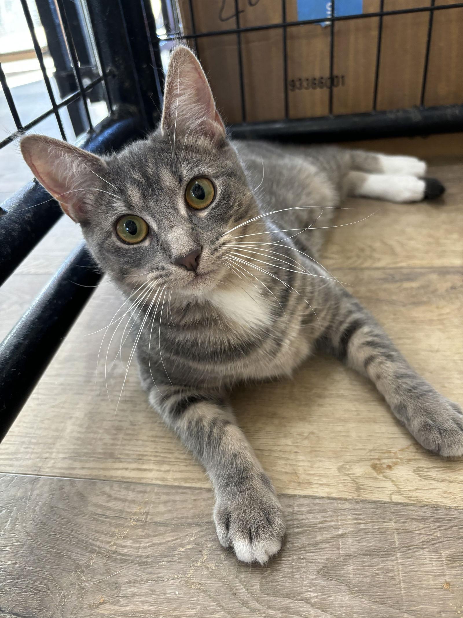 Enlarge Bobbi, a Adoptable Domestic Short Hair in Massapequa, NY image 2/2