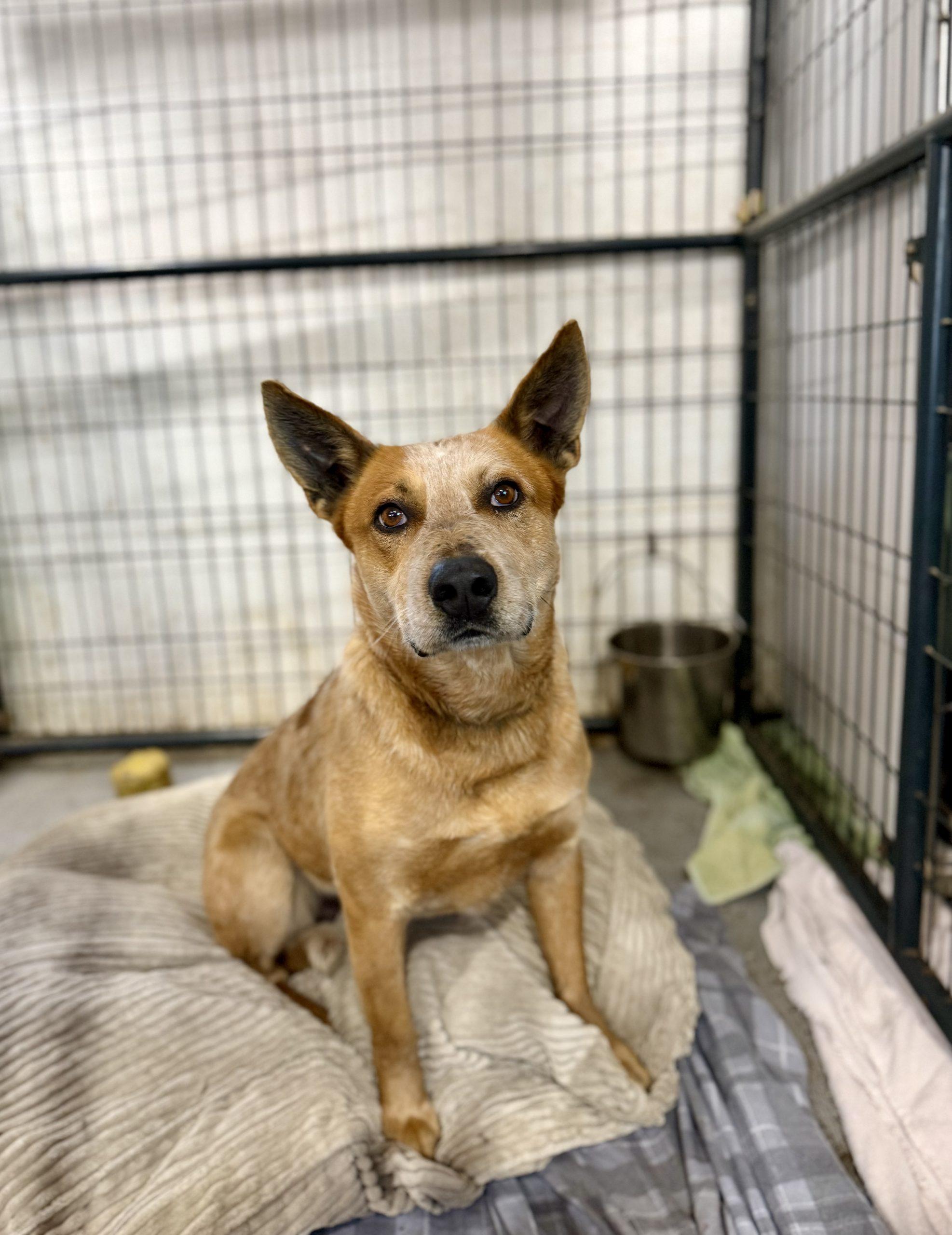 Enlarge chevy, a Adoptable Cattle Dog in Matthews, IN image 1/1