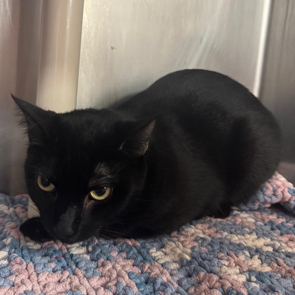 Jason, Adoptable, Adult Male Domestic Short Hair.