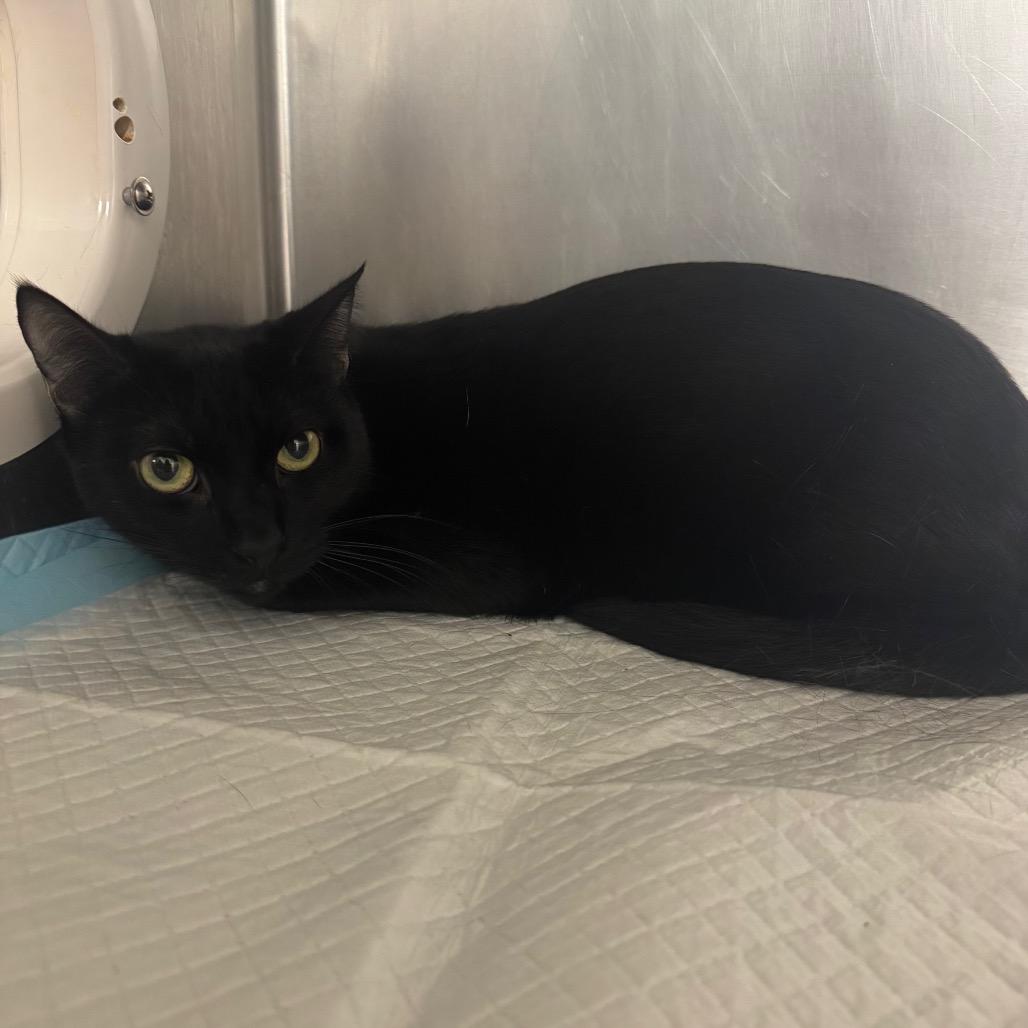 Enlarge Jason, a Adoptable Domestic Short Hair in West Palm Beach, FL image 2/6