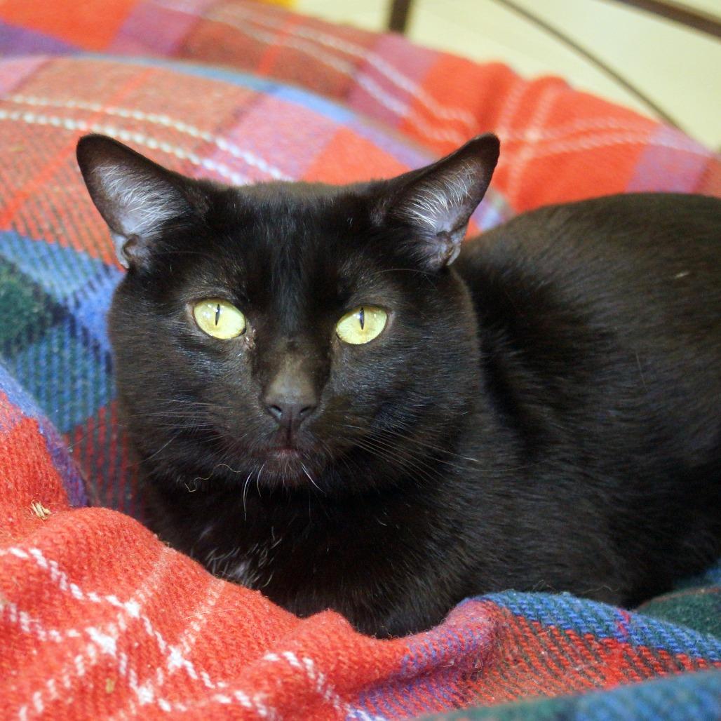 Enlarge Jason, a Adoptable Domestic Short Hair in West Palm Beach, FL image 3/6