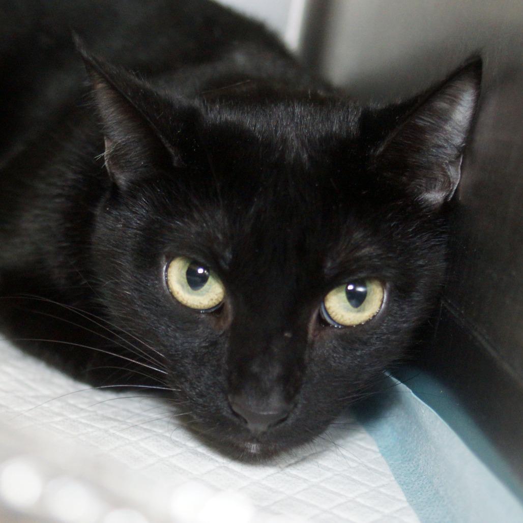 Enlarge Jason, a Adoptable Domestic Short Hair in West Palm Beach, FL image 4/6