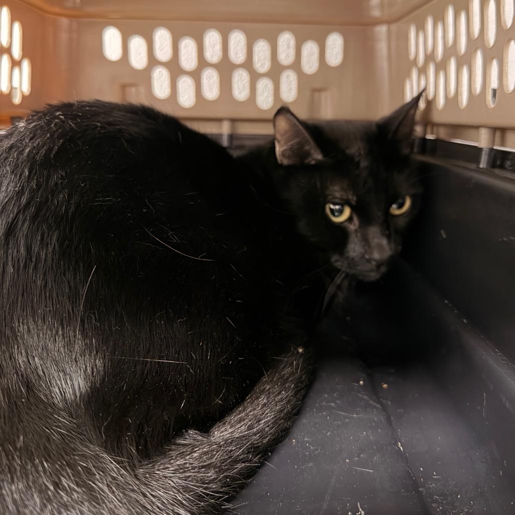 Enlarge Jason, a Adoptable Domestic Short Hair in West Palm Beach, FL image 5/6