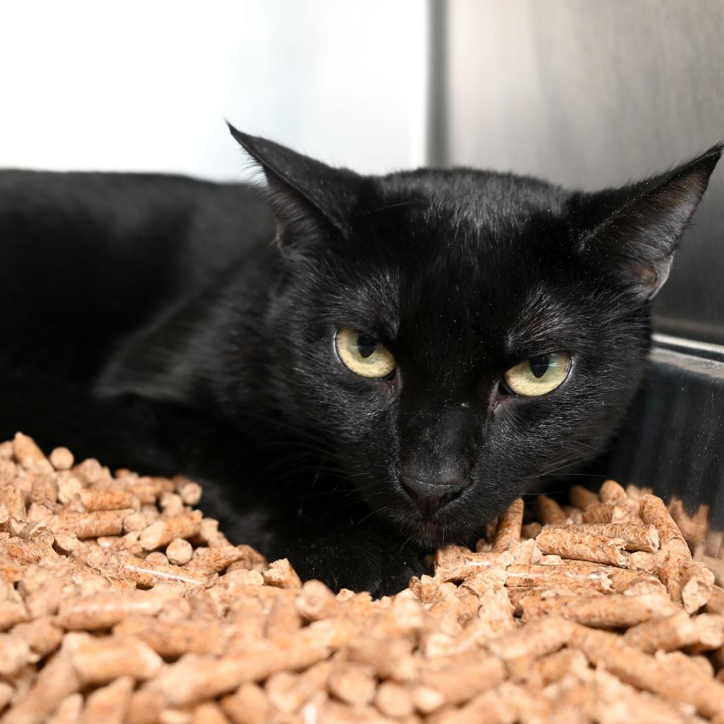 Enlarge Jason, a Adoptable Domestic Short Hair in West Palm Beach, FL image 6/6