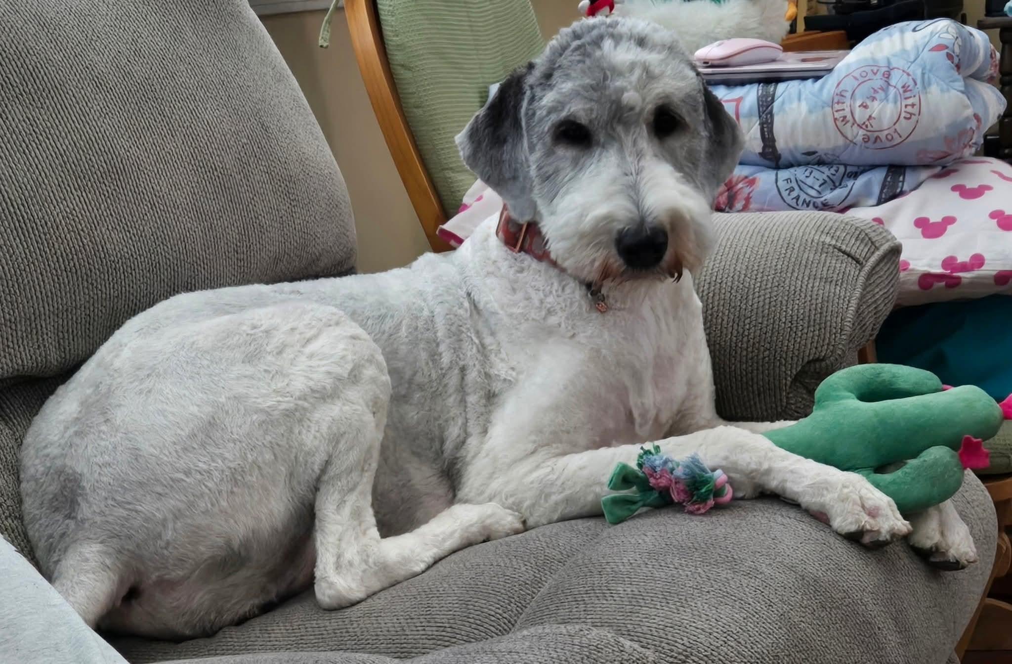 Gracie, Adopted, Adult Female Sheepadoodle.