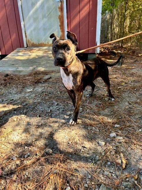Enlarge BONEY, a Adoptable mixed breed in Warrenton, NC image 1/6