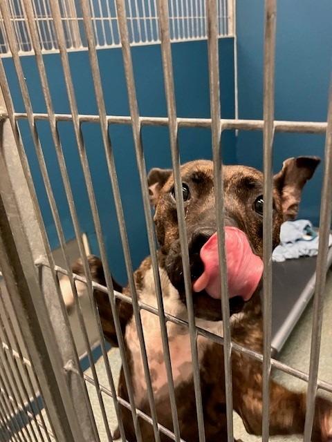 Enlarge BONEY, a Adoptable mixed breed in Warrenton, NC image 2/6