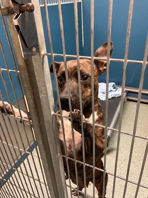 Enlarge BONEY, a Adoptable mixed breed in Warrenton, NC image 3/6