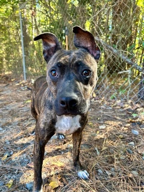 Enlarge BONEY, a Adoptable mixed breed in Warrenton, NC image 5/6