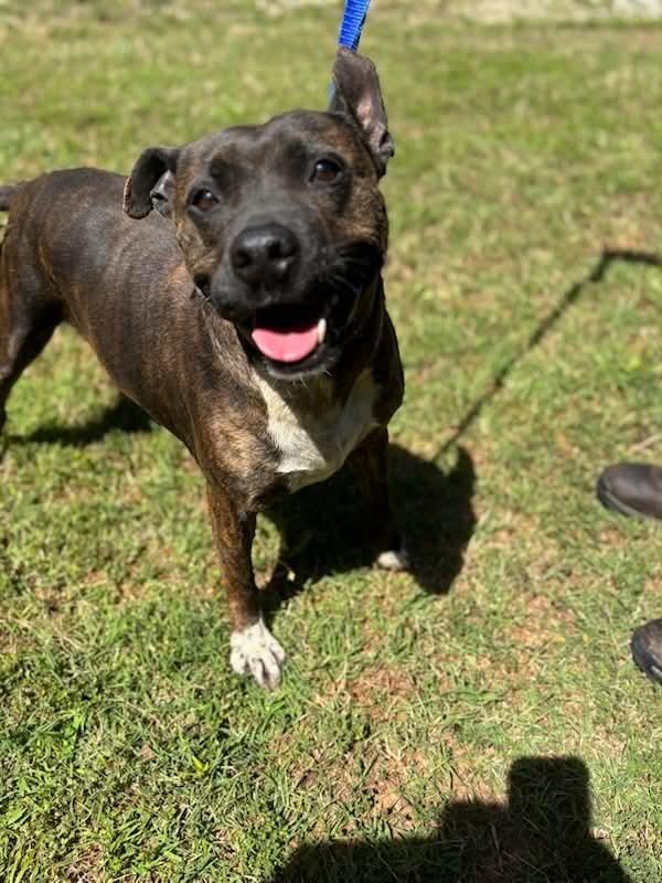 Enlarge BONEY, a Adoptable mixed breed in Warrenton, NC image 6/6