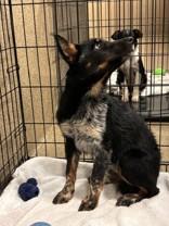 Benny, ADOPTABLE, Puppy Male Australian Cattle Dog / Blue Heeler.