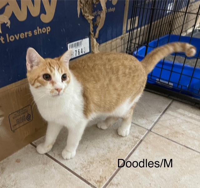 Enlarge Doodles, a Adoptable mixed breed in Ronan, MT image 1/1