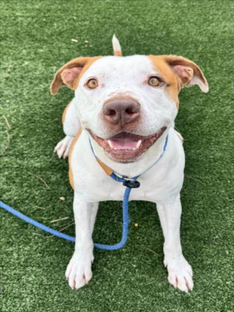 KRATOS, Adoptable, Young Male Staffordshire Bull Terrier & Boxer.