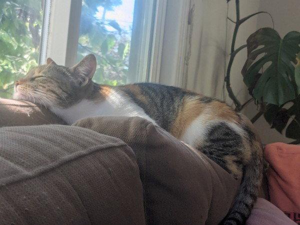 Dove, Adopted, Adult Female Domestic Short Hair & Torbie.