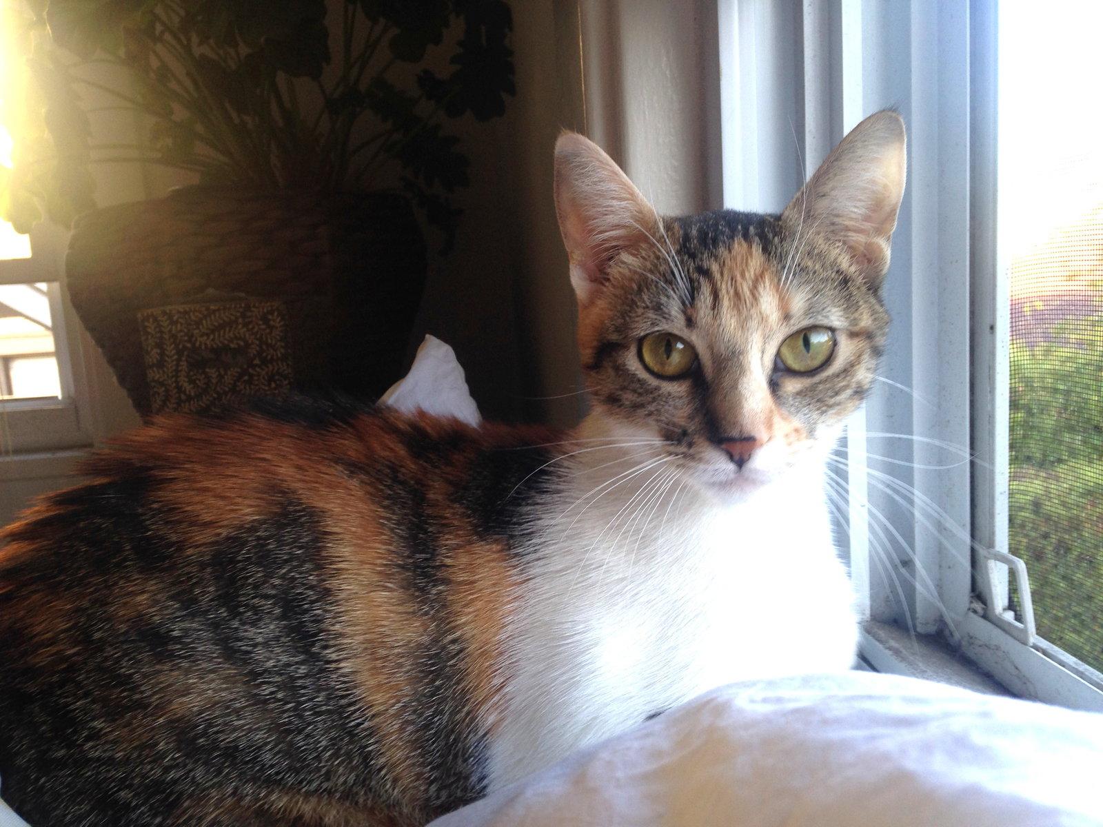 Enlarge Dove, a Adopted mixed breed in Oakland, CA image 2/3