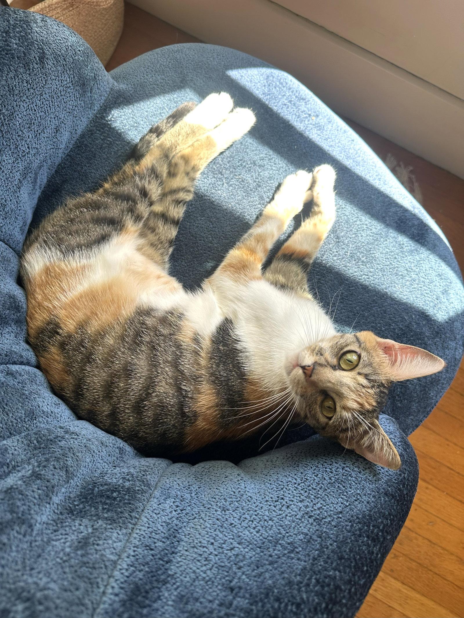 Enlarge Dove, a Adopted mixed breed in Oakland, CA image 3/3