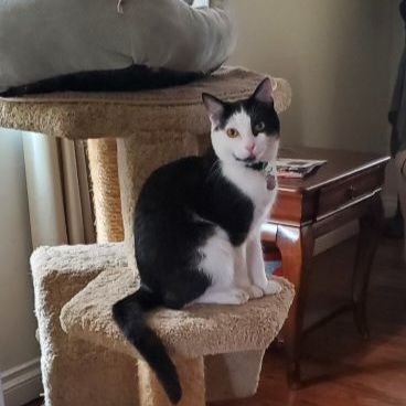 Dash, Adoptable, Young Male Domestic Medium Hair.