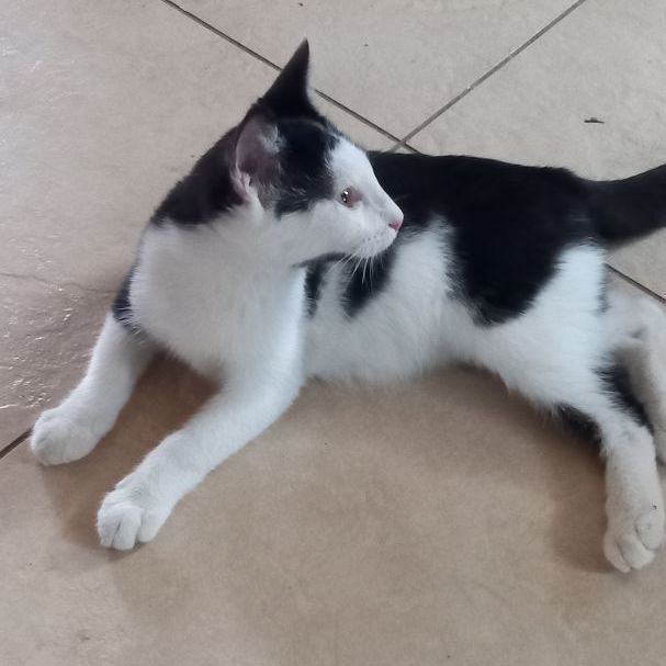 Dash, a Adoptable mixed breed in Cordes Lakes, AZ image 3/6