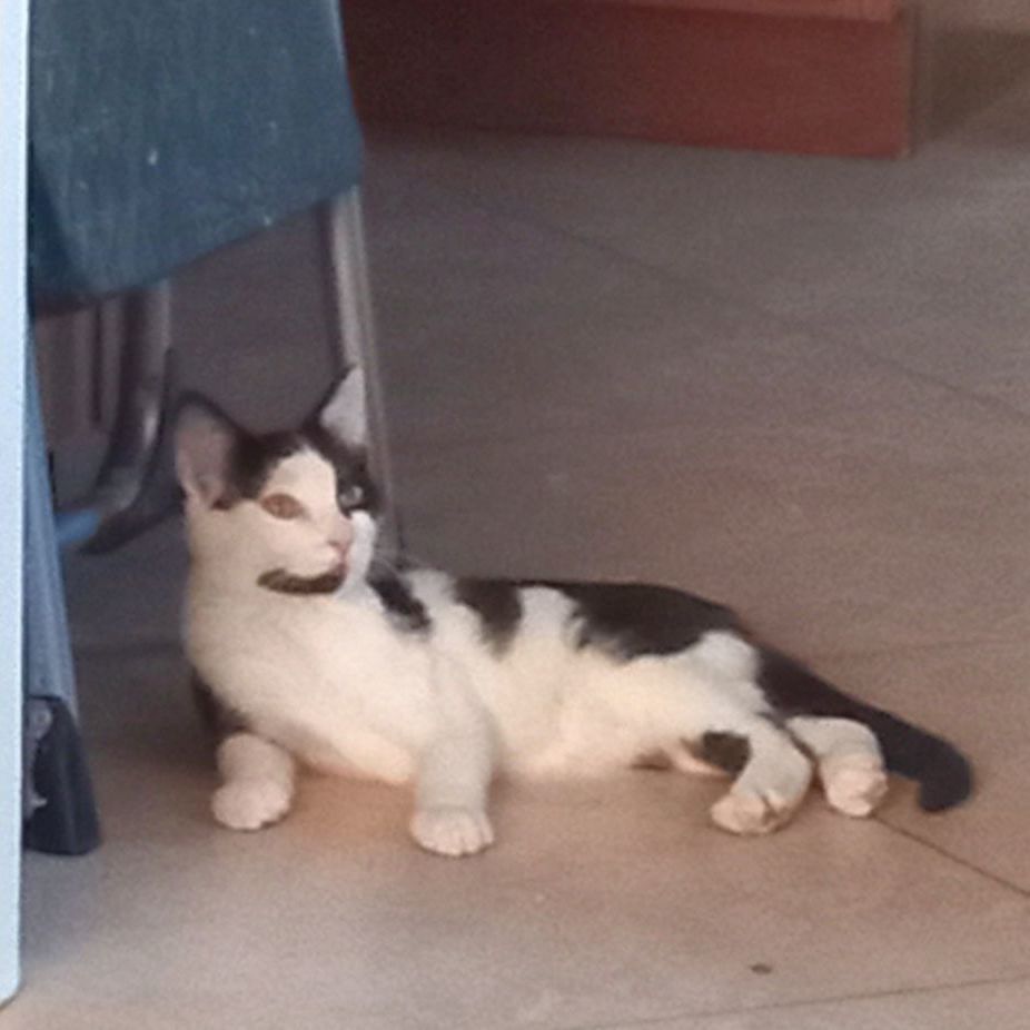 Dash, a Adoptable mixed breed in Cordes Lakes, AZ image 4/6