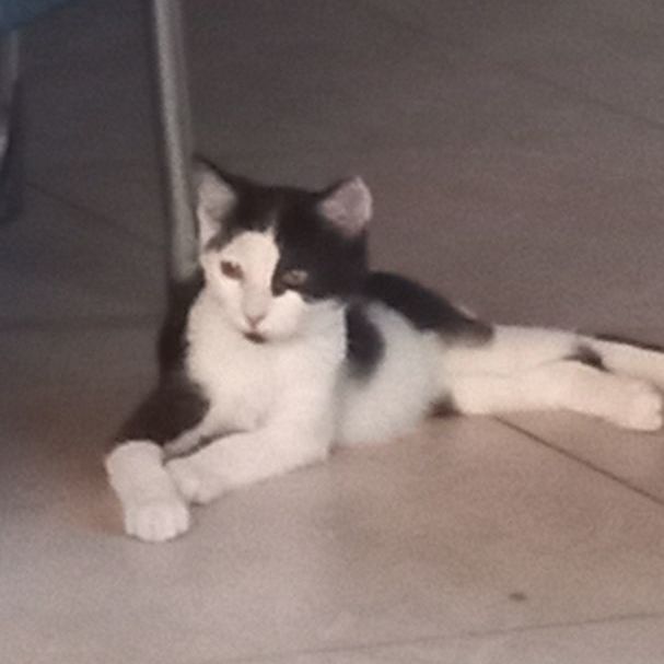 Dash, a Adoptable mixed breed in Cordes Lakes, AZ image 5/6