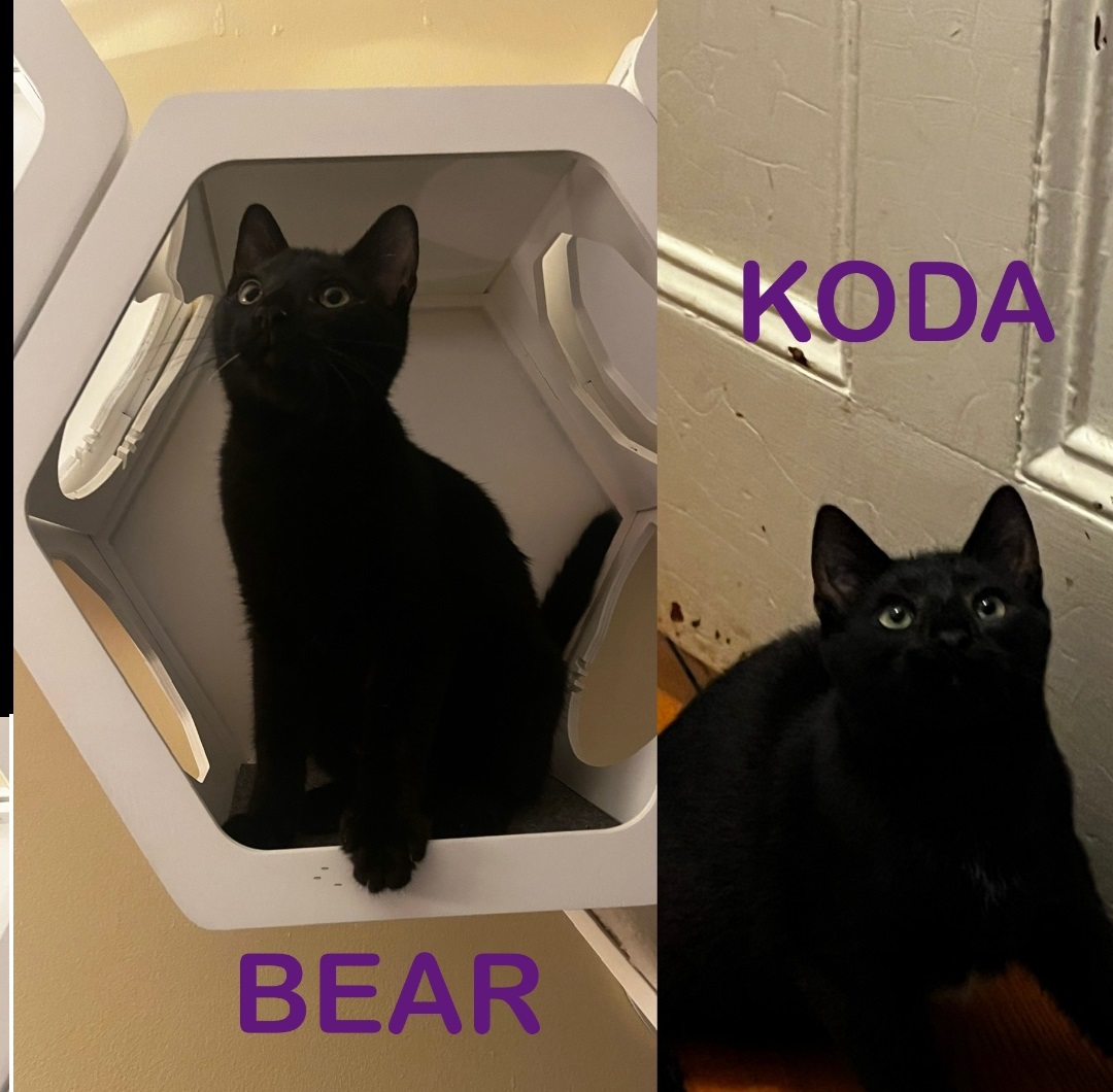 Enlarge Koda and Bear, a Adopted Domestic Short Hair in Franklin, MA image 2/2