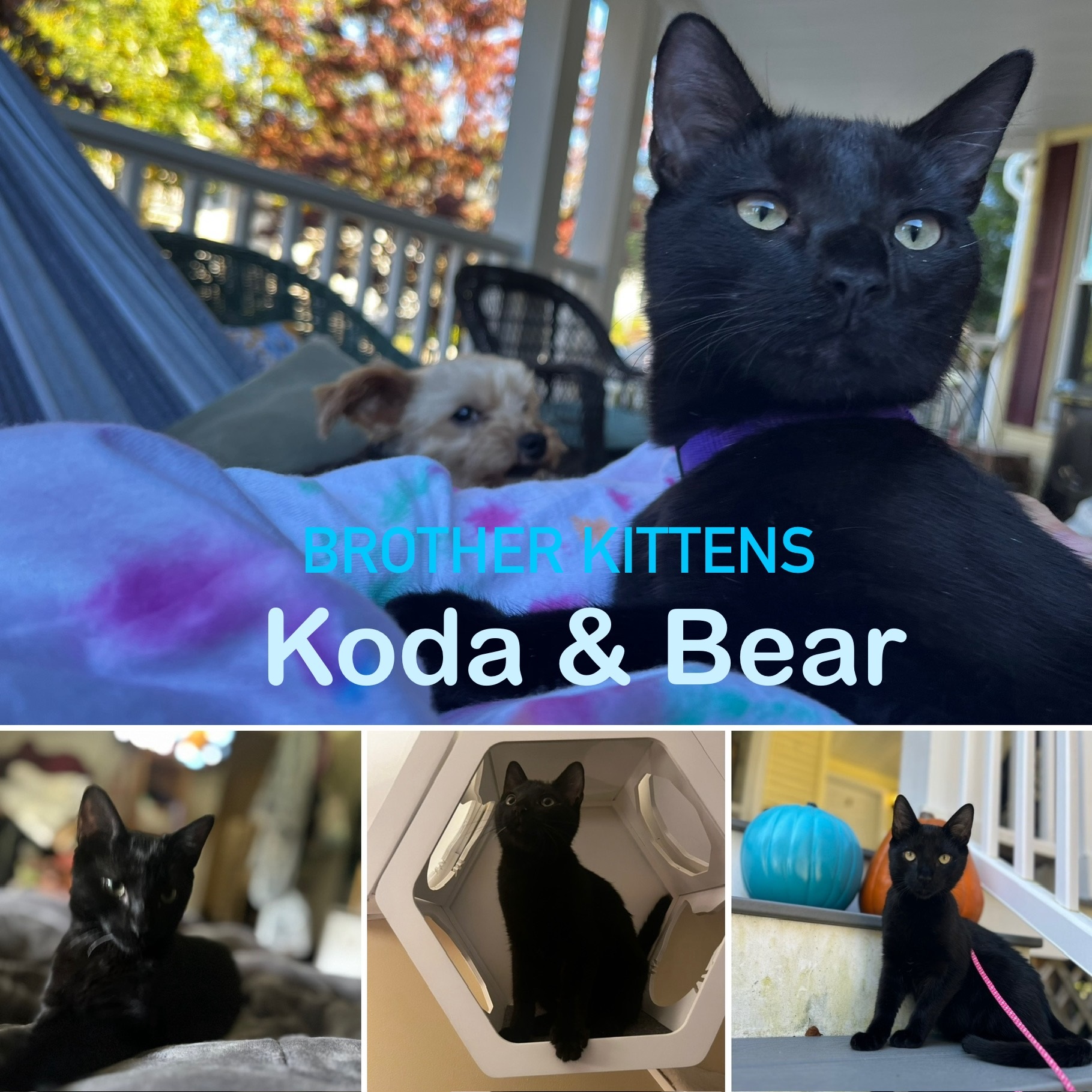 Koda and Bear, Adopted, Young Male Domestic Short Hair.