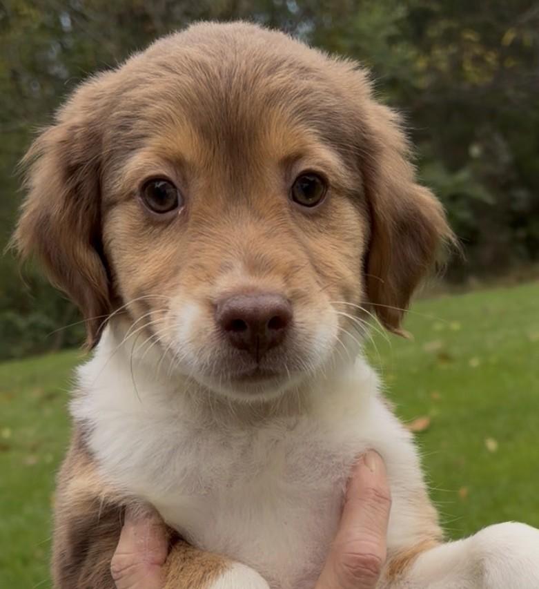 Enlarge 2026Quimby, a Adopted mixed breed in Frederick, MD image 1/4
