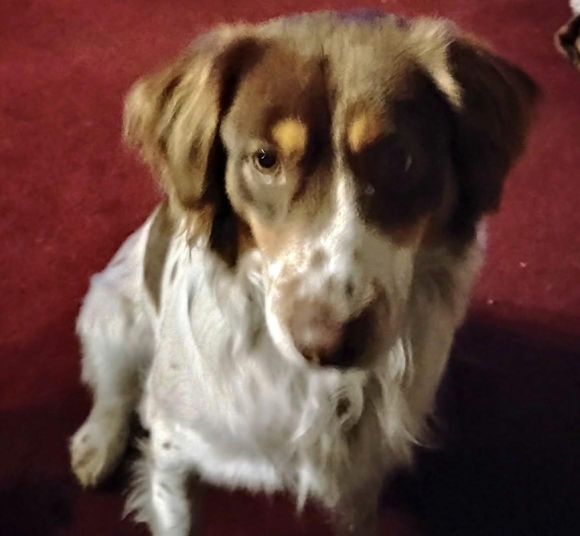 Enlarge 2026Quimby, a Adopted mixed breed in Frederick, MD image 2/4