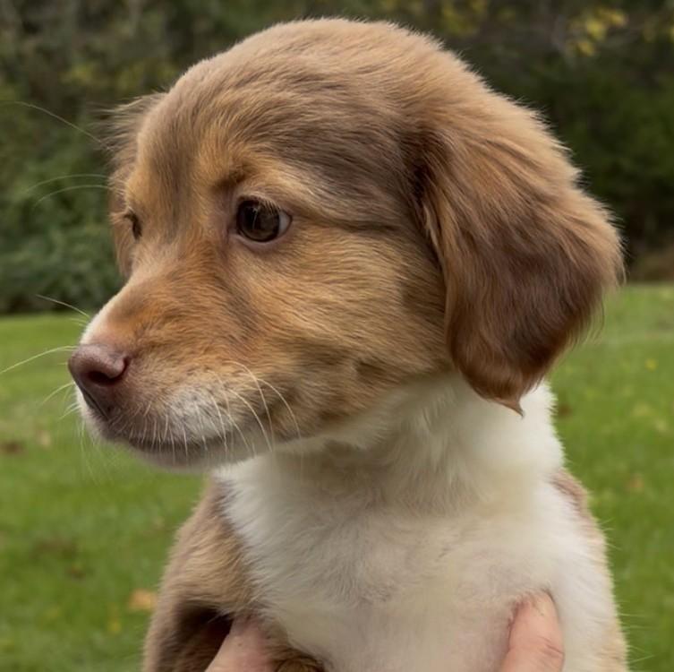 Enlarge 2026Quimby, a Adopted mixed breed in Frederick, MD image 3/4