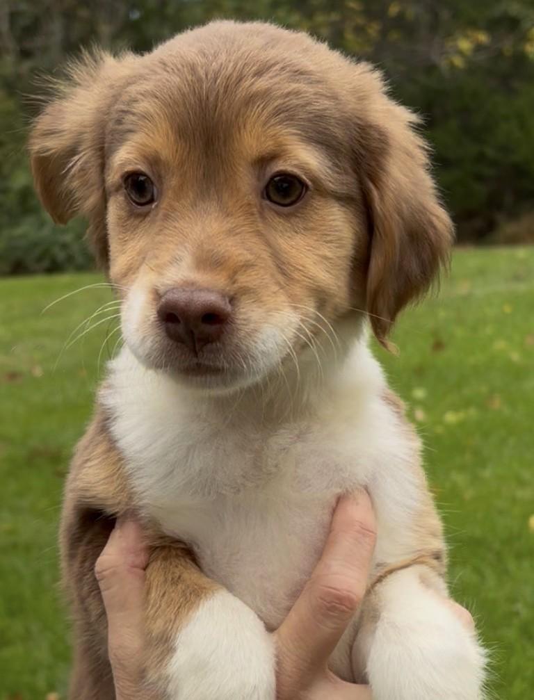 Enlarge 2026Quimby, a Adopted mixed breed in Frederick, MD image 4/4
