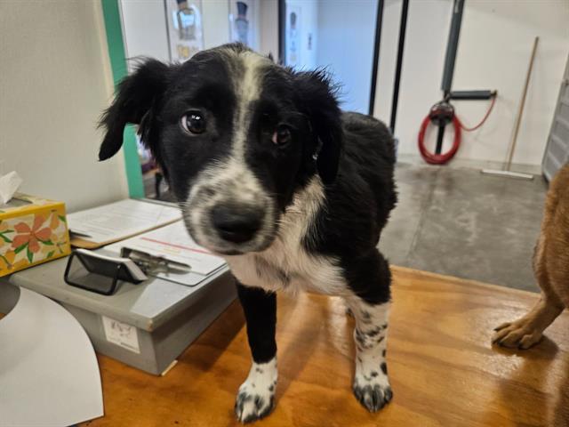 LALA, Adoptable, Puppy Female Australian Shepherd & Mixed Breed.