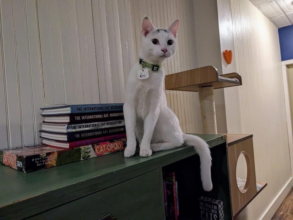 Benny, Adoptable, Kitten Male Domestic Short Hair.