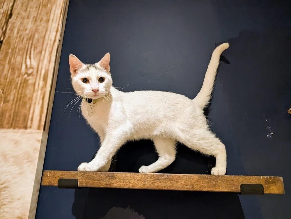 Enlarge Benny, a Adoptable Domestic Short Hair in Lewisburg, PA image 2/4