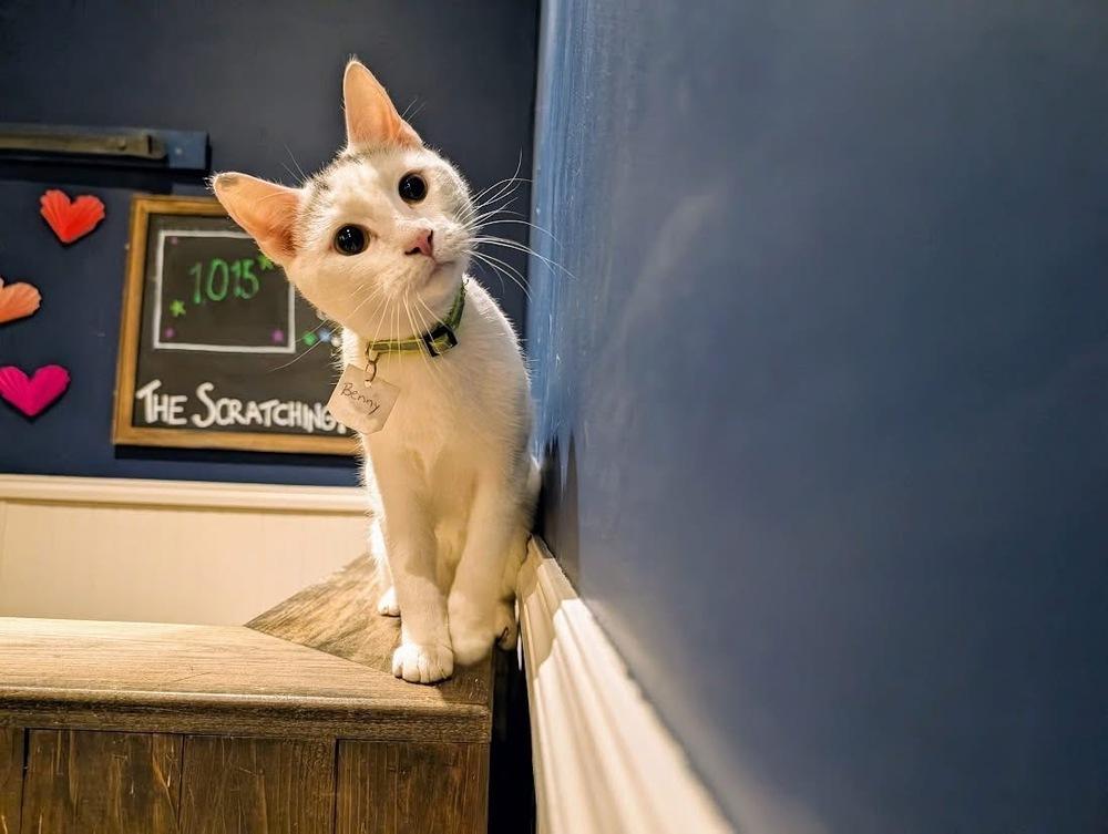 Enlarge Benny, a Adoptable Domestic Short Hair in Lewisburg, PA image 3/4