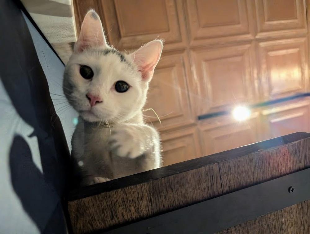 Enlarge Benny, a Adoptable Domestic Short Hair in Lewisburg, PA image 4/4