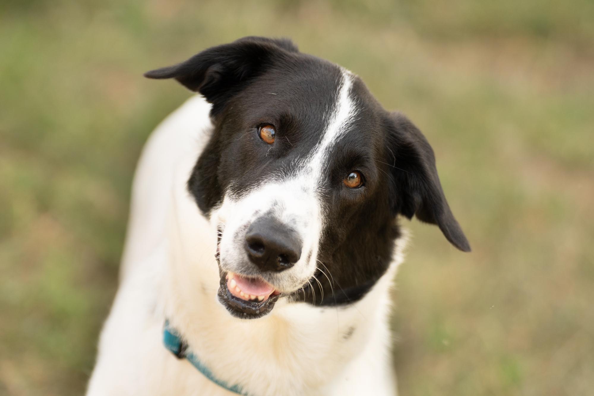 Enlarge Lola, a ADOPTABLE mixed breed in Ashland, VA image 1/6