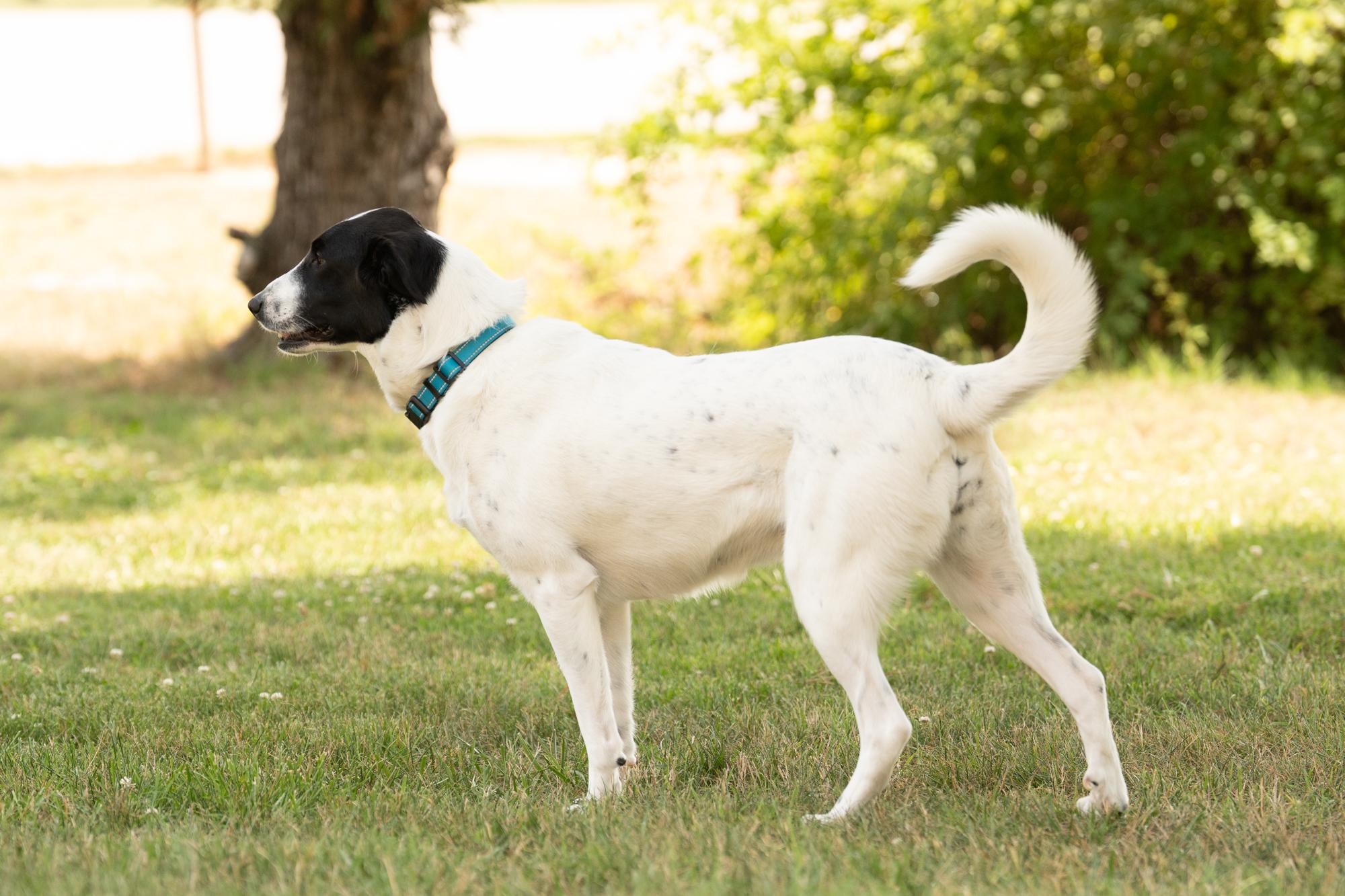 Enlarge Lola, a ADOPTABLE mixed breed in Ashland, VA image 5/6