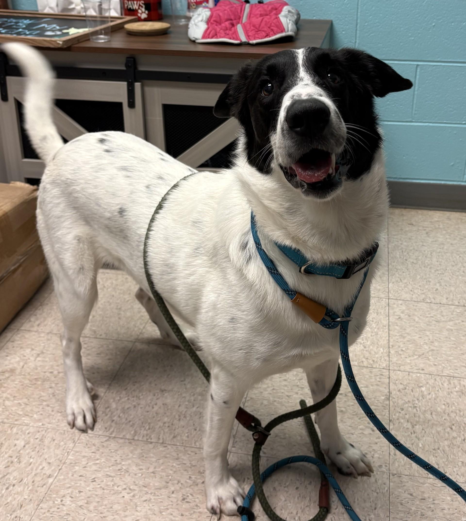 Enlarge Lola, a Adoptable mixed breed in Ashland, VA image 1/6