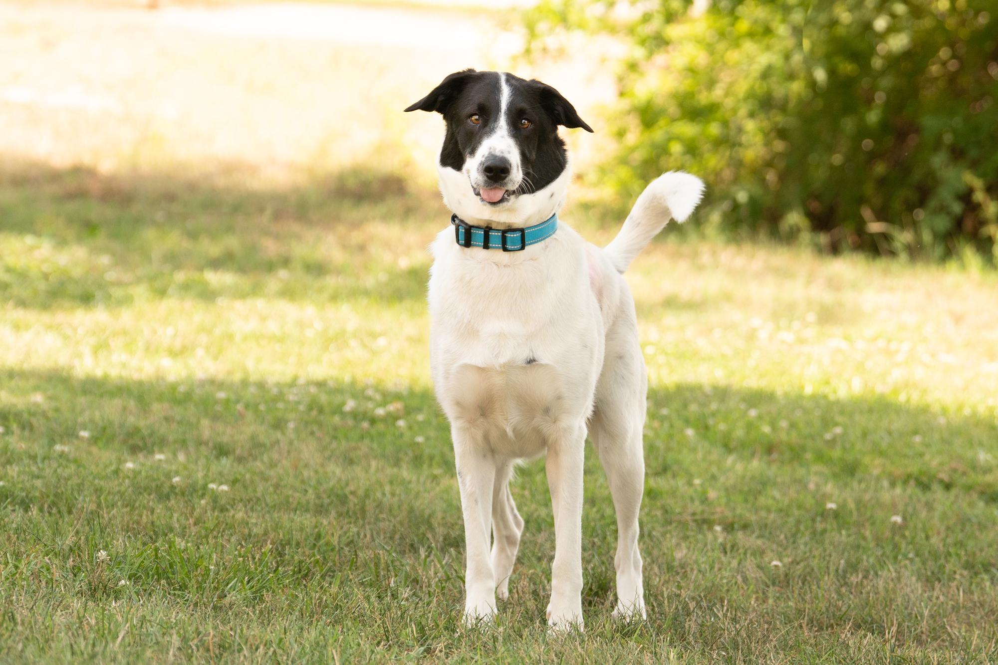Enlarge Lola, a ADOPTABLE mixed breed in Ashland, VA image 2/6